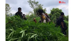 Viral! Ladang Ganja di Bromo? Ini Kronologinya!