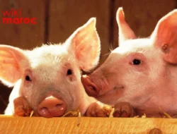 Panduan Ternak Babi Modern: Peluang Bisnis & Cara Perawatannya