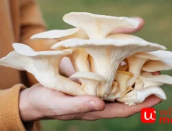 Budidaya Jamur Tiram: Peluang Usaha Menguntungkan