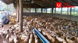 Peternakan Bebek: Peluang Usaha Menjanjikan di Sektor Peternakan