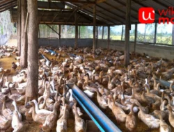 Peternakan Bebek: Peluang Usaha Menjanjikan di Sektor Peternakan