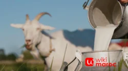 Susu Kambing: Manfaat, Kandungan & Alasan Semakin Diminati