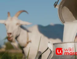Susu Kambing: Manfaat, Kandungan & Alasan Semakin Diminati