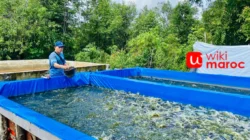 Ternak Lele: Panduan Lengkap untuk Pemula Agar Cepat Untung