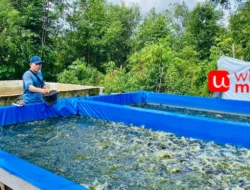 Ternak Lele: Panduan Lengkap untuk Pemula Agar Cepat Untung