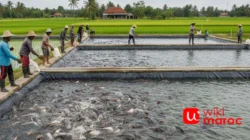 Tambak Lele: Peluang Usaha Menjanjikan di Sektor Perikanan