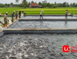 Tambak Lele: Peluang Usaha Menjanjikan di Sektor Perikanan