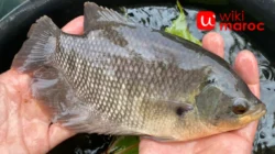 Tambak Gurame: Peluang Budidaya Ikan Air Tawar yang Menjanjikan
