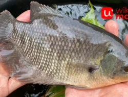 Tambak Gurame: Peluang Budidaya Ikan Air Tawar yang Menjanjikan