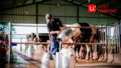 Peternakan Sapi Perah: Peluang Usaha Susu yang Menjanjikan