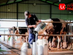 Peternakan Sapi Perah: Peluang Usaha Susu yang Menjanjikan