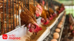 Peternakan Ayam Petelur: Peluang Usaha dan Cara Memulainya