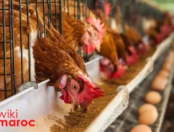 Peternakan Ayam Petelur: Peluang Usaha dan Cara Memulainya